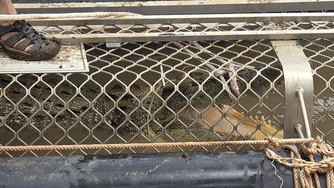 Parks and Wildlife Rangers and NT Police wrangle a 4.03m saltwater crocodile at the Big Horse Creek boat ramp after it became dangerously territorial. Picture: NT Police / Sourced.
