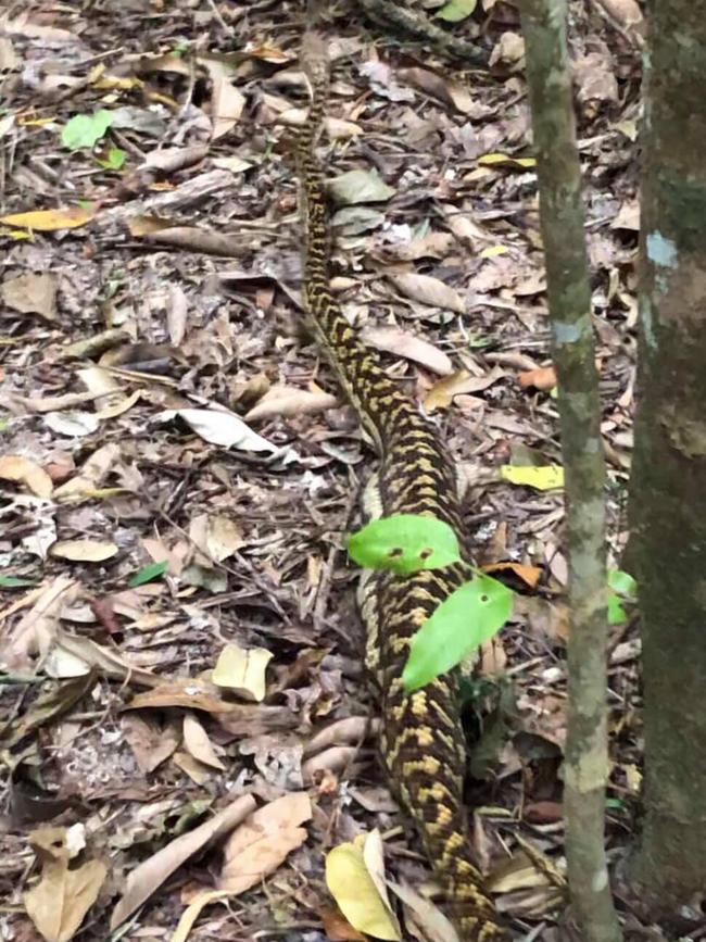 A large scrub python that has just eaten a pet cat in Kuranda being released in January. Picture: Miss Hiss Reptiles.