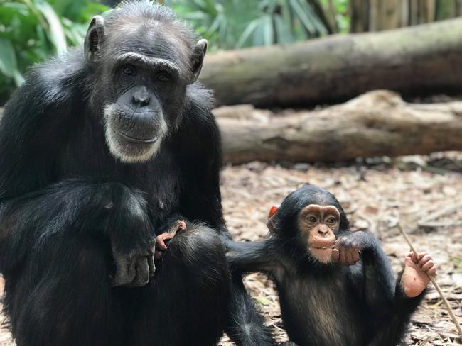 Holly and Gandali at Rockhampton Zoo. Holly sadly passed away on December 7, 2022 unexpectedly at 34 years of age.