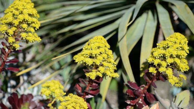 Beautiful blooms in Michele and Attila Kapitany’s Narre Warren north garden, which is predominantly ‘Aloe’ in flower. Picture: Lawrence Pinder