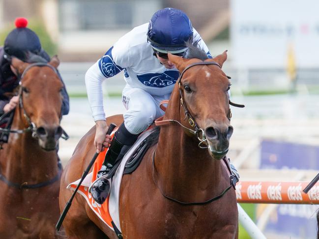 Malkovich ridden by Damian Lane wins the Neds Toolbox Handicap  at Caulfield Racecourse on June 26, 2021 in Caulfield, Australia. (Jay Town/Racing Photos via Getty Images)