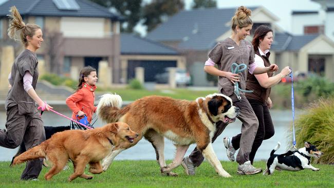 Pakenham and surrounding suburbs have a number of off-leash dog parks to take your pet. Picture: File.