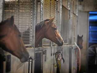 Pre dawn action behind the scenes at Sunshine Coast Racetrack, Corbould Park. Picture: John McCutcheon