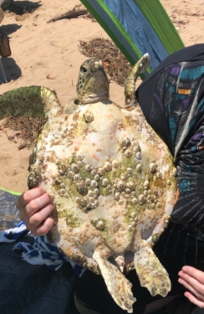 The juvenile green sea turtle that was found floating off the coast of Townsville on October 18 was covered in barnacles. Picture: Trish Prendergast