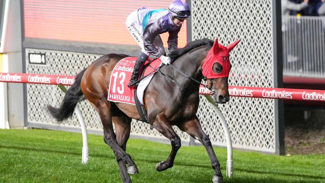 Hayasugi on the way to the barriers before the Manikato Stakes. Picture: George Salpigtidis / Racing Photos