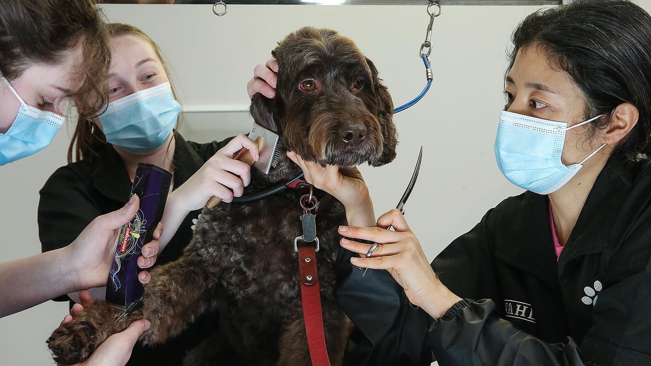 Milo the dog gets some last-minute grooming from Taylah Watson, Rachael Nankin and Julia Han at Rollover Beethoven in Balwyn before they close down. Picture: NCA NewsWire/Ian Currie