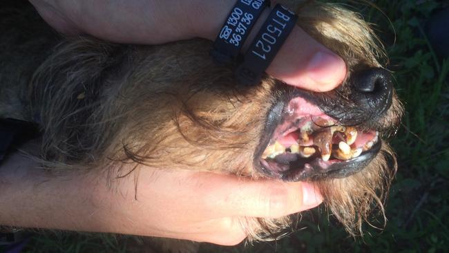 Cullie almost had to have all her teeth removed because the dental disease was left untreated.