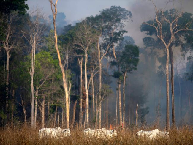 CLEARING: Beef cattle backed by fire in the Amazon rainforest in Brazil last year. Picture: AFP