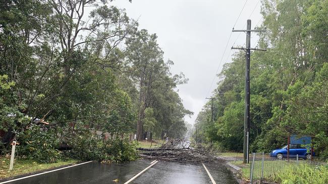 Trees have fallen down across Eudlo Flats Rd at Diddillibah.