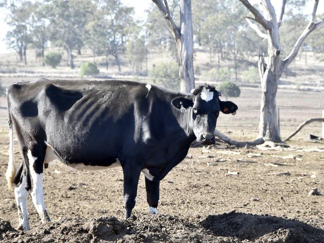 Boodua dairy farmer Ashley Gamble fears he will lose everything due to the drought and lack of feed for his dairy cows. Boodua. Drought. August 2018