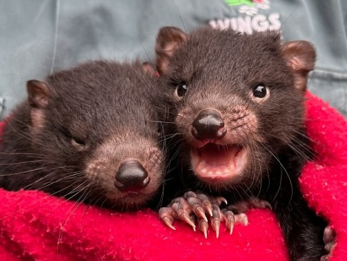 The two newest attractions at Wings Wildlife Park. Picture: Emma Faber.