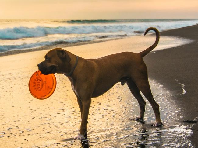 Dog at the beach generic.