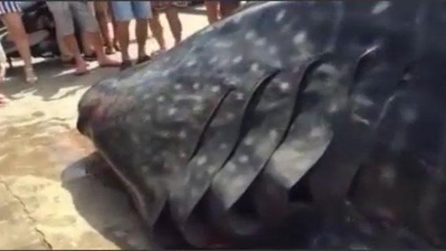 Giant whale shark butchered while still alive