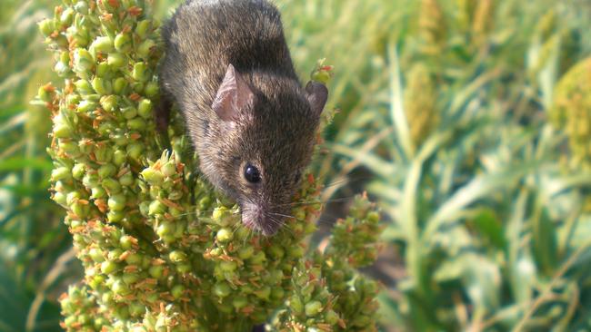 Feeding frenzy: Farmers are being urged to bait straight after sowing to prevent mice incursion in their crops.