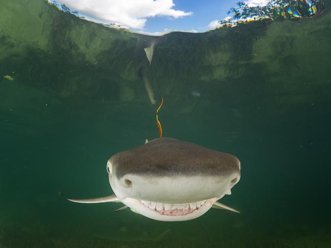 A baby lemon shark gives the cameraman a grin. Picture: Eugene Kitsios/Barcroft Images