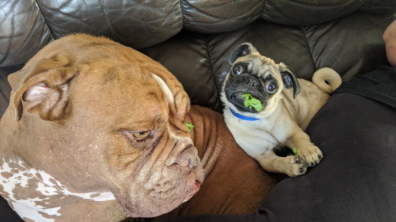 Chevy (Australian bulldog) and Timmy (pug) — "When your fur bro wants to eat his lunch on your back". Picture: Sam Harrison