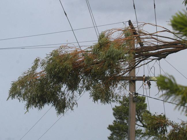 NewsBCM15-12-2006 A snapped limb rests on a powerline (Long Street). The first of two storms hit the Toowoomba region this afternoon. The first causin powerlines and trees to come down. The Rangeville and Centenary Heights suburbs were hitthe hardest. pic David Martinelli