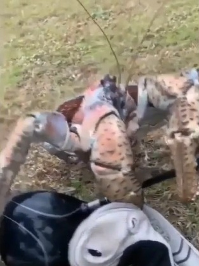 The crab surprised a group of golfers on Christmas Island. Picture: Paul Buhner