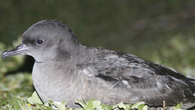 All is not lost for the short-tailed shearwater.