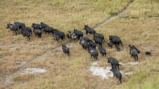 WILD PIGS: Gympie Regional Council continue to offer a $10 "snout bounty” to local feral pig hunters amid a push to introduce the practice across the state. Picture: John Carnemolla