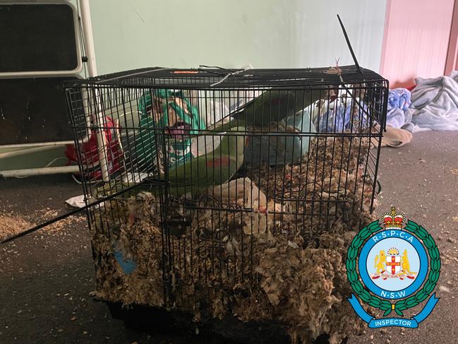 50 living birds were seized from the apartment. Picture: Supplied