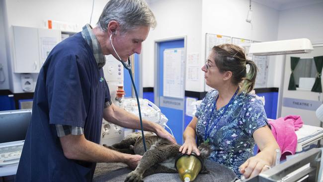 RSPCA Wildlife hospital staff, pictured caring for an injured koala, treated the butcherbird. Picture: NIGEL HALLETT