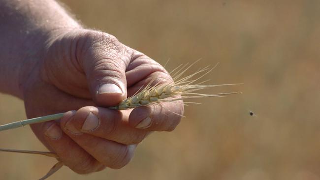 WAITING FOR RAIN: Nandaly grower Terry Kiley says last month was “extremely dry”.