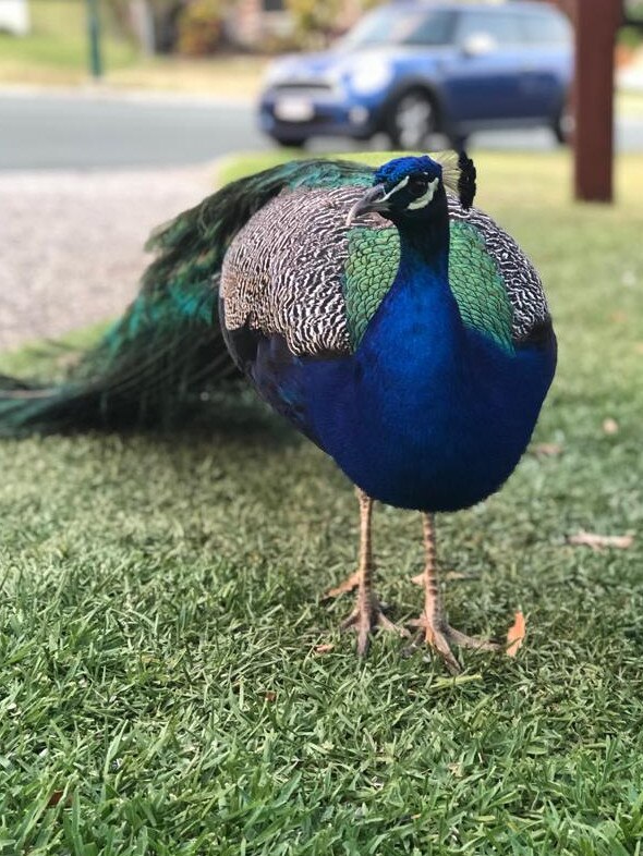 Peacocks have become a divisive issue in the small community of Mackenzie. Picture: Remko Bijker