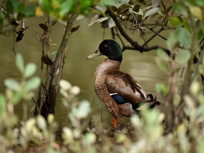 Wildlife at Davistown Wetlands. Picture: Troy Snook