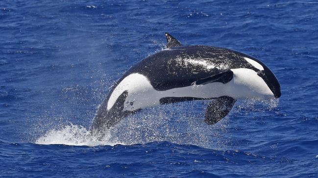 An orca breaches at Bremer Bay in Western Australia. Picture: Keith Lightbody