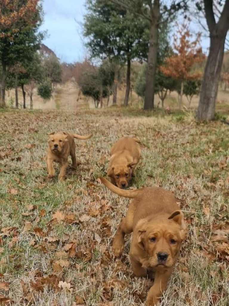 You might even catch some of the cute puppies in training.