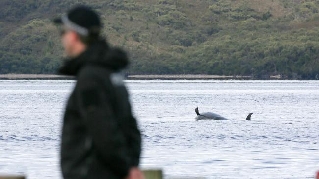 Only 20 viable candidates for rescue remain for among the 470 pilot whales stranded in Macquarie Harbour at Strahan, with 70 already saved. Rescue efforts continue on day four. Thursday, September 24, 2020. Picture: PATRICK GEE