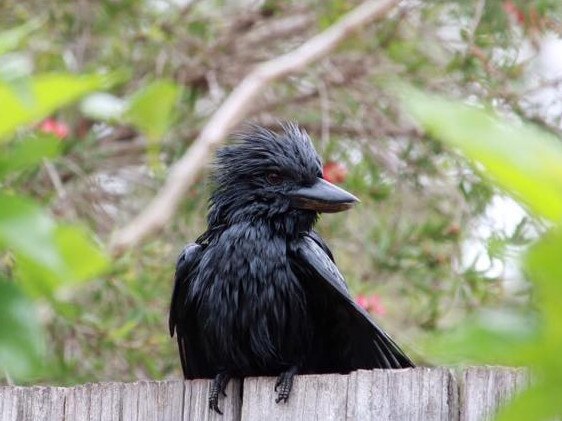 A rare black kookaburra spotted in Forest Lake in late 2019. Picture: Alena Possum/Facebook