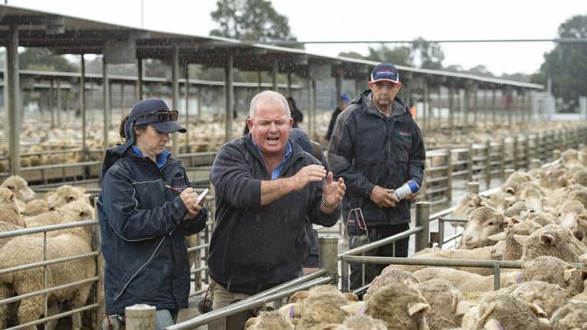 Agents in action at the Bendigo prime sheep sale on Monday. Picture: Zoe Phillips