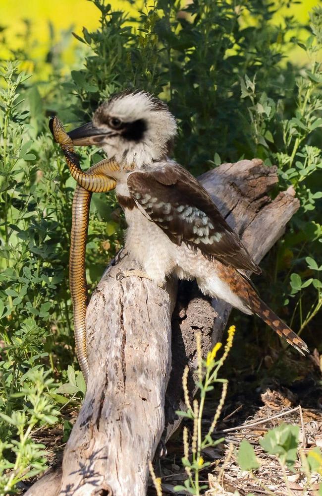 Kookaburras are known to prey on snakes. Picture: Dave Black/Magnus News