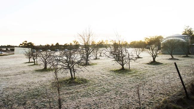 Applethorpe – Granite Belt. Temperatures fell below zero in the Granite Belt. Picture: NIGEL HALLETT