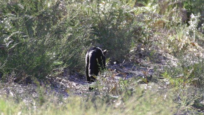 There was a big cat sighting by Portland plumber Bob McPherson near Casterton. Picture: Supplied