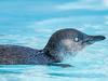 Old penguin reappears at Phillip Island after disappearing for 16 years