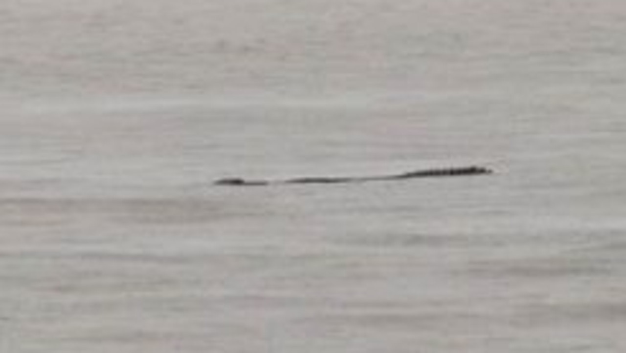 Wilson Beach resident Ben White caught this crocodile on video just off the coast near the mouth of the Proserpine River. Picture: Ben White