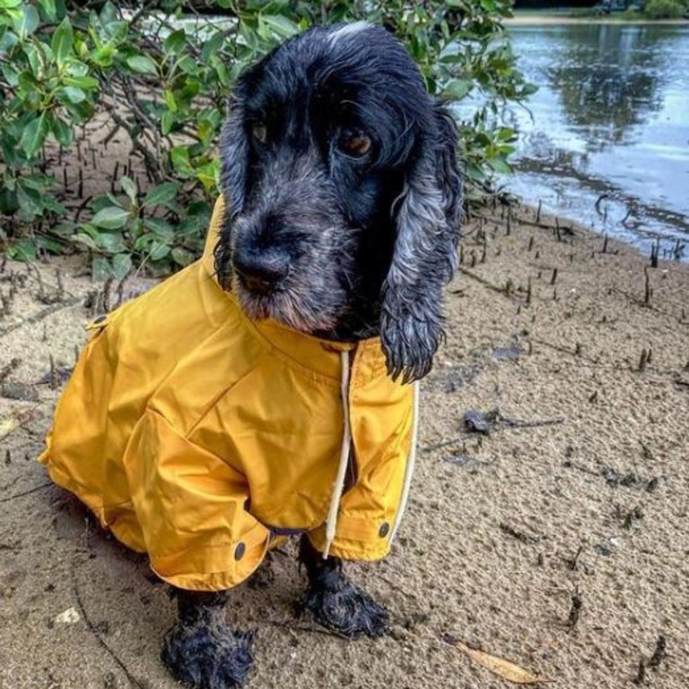 Kmart selling pet gumboots raincoats for 7 news Australia s leading news site