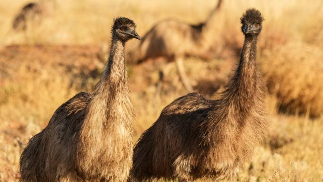 Young emus road to Cunnamulla. Picture: Meg Forbes