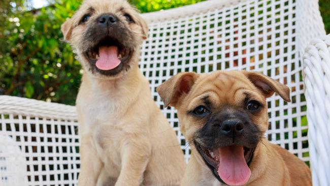 Weekend Telegraph. 25, November, 2024.Rescue puppies, Bob and Lionel, at Westleigh, today.(Story - The Petbarn Foundation will be launching its annual Tree of Hope Appeal)Picture: Justin Lloyd.