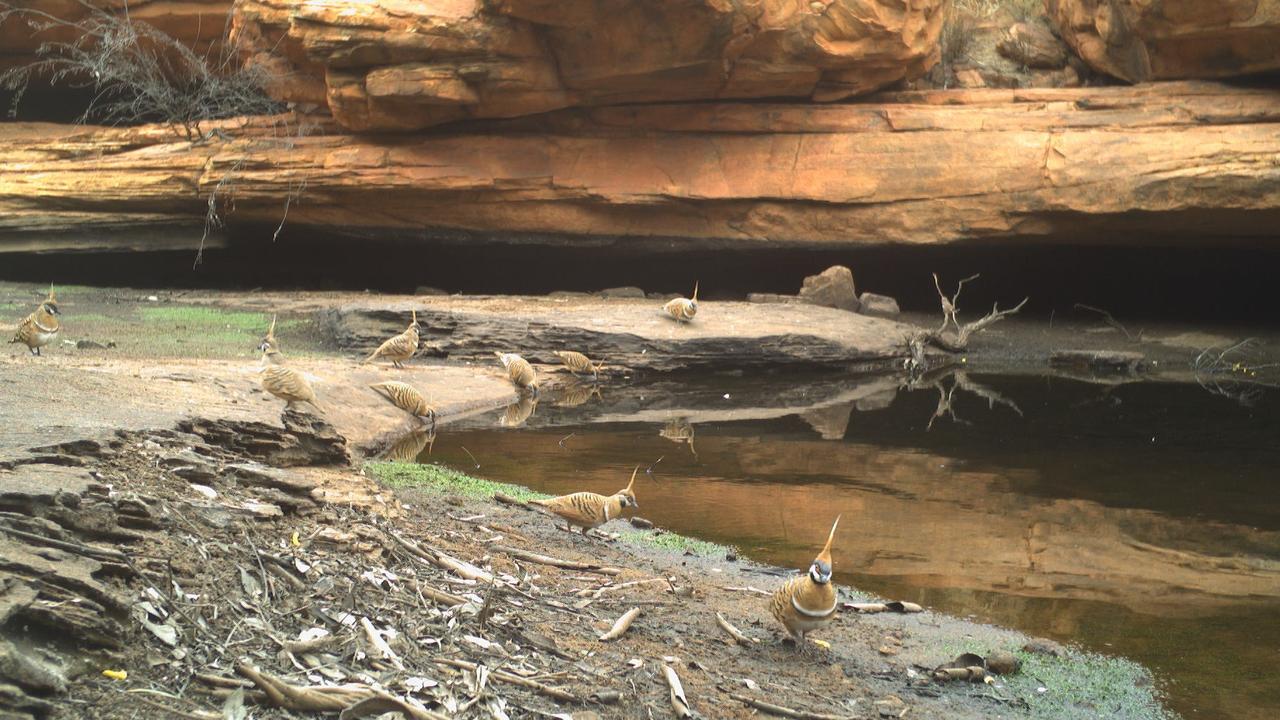 A flock of spinfex pigeons drinks from a Central Australian waterhole, highlighting the importance of these sites for birds of all sizes. Picture: Simon Votto.