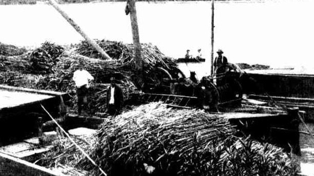 Cane punts on the Mary River, 1924. Essential for transporting sugar cane, these punts represent a thriving local industry. Source: Unknown