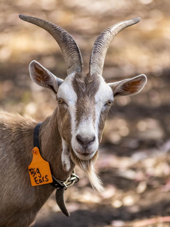 A Toggenburg goats. Pictures: Phillip Biggs.