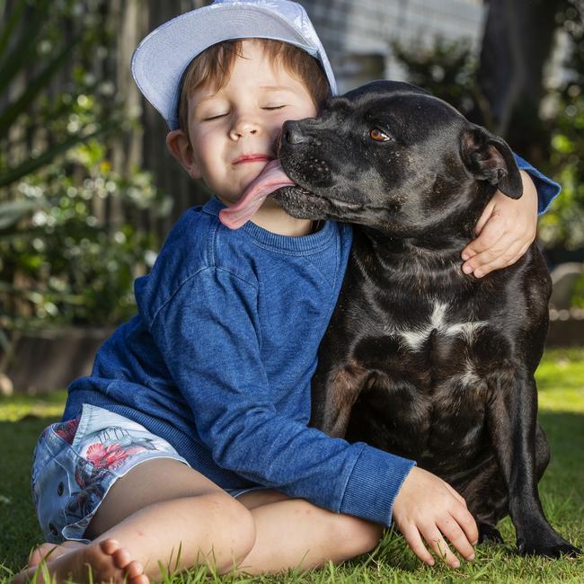 Billy Grasso, 4, and Luna the English staffy, 6, are best mates. Picture: Lachie Millard