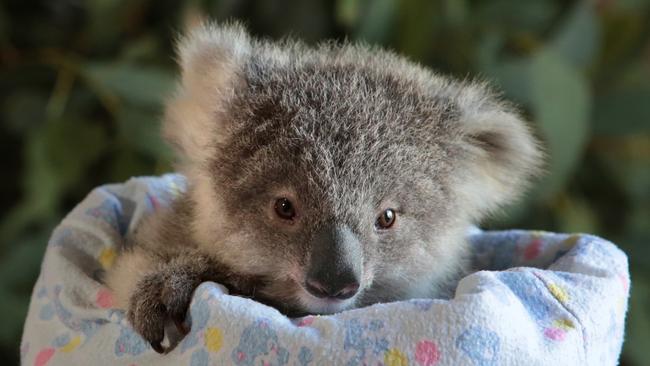 Baby koala Peter is being raised by a WIRES carer. Picture: Robert Pozo