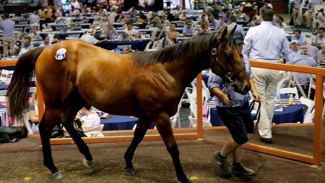 Nearly $30m was spent on future racehorses at Magic Millions yesterday. Picture Mike Batterham