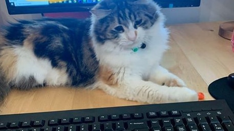 Another feline supervisor in the house. Picture: Kirsten Suttie