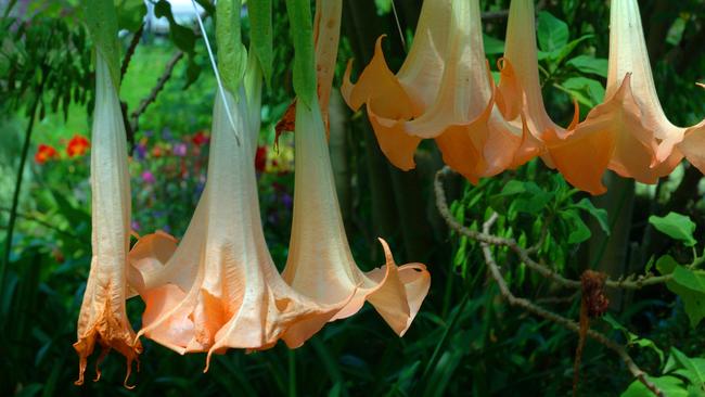 Hail the scent: Angel’s trumpet comes in many forms and colours. Picture: Fawcett Media